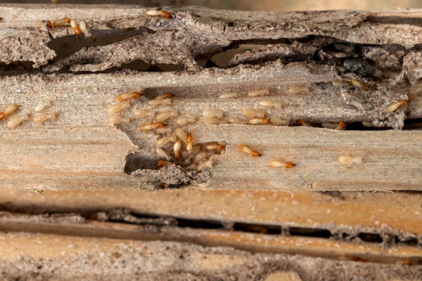 Reliable Tuckerton, NJ Pest Control Solutions